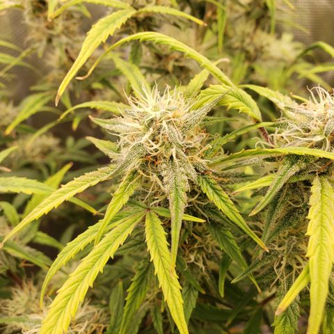Geloctane  growlog photo: Nearing the Finnish line 