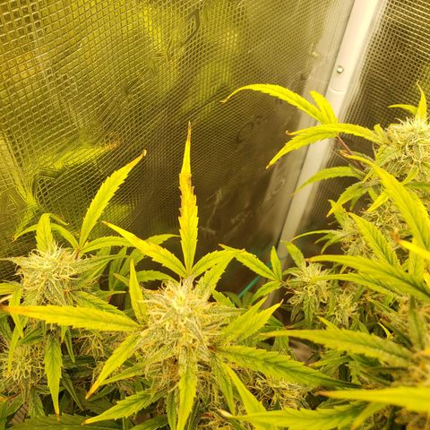 Geloctane  growlog photo: Nearing the Finnish line 