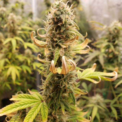 Geloctane  growlog photo: Nearing the Finnish line 