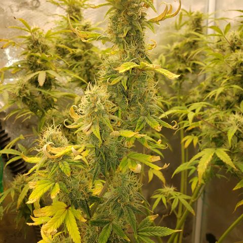 Geloctane  growlog photo: Nearing the Finnish line 