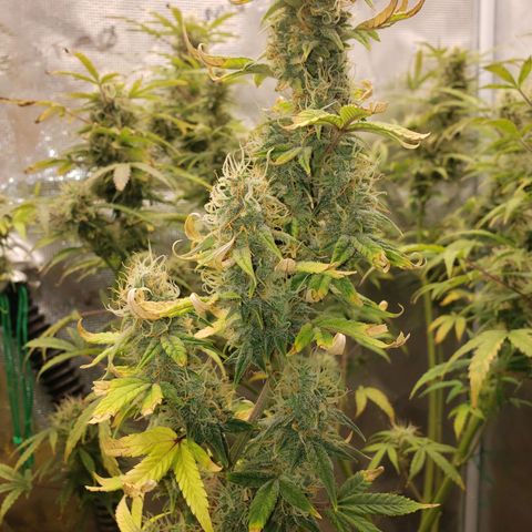Geloctane  growlog photo: Nearing the Finnish line 