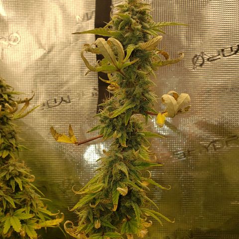 Geloctane  growlog photo: Afternoon 