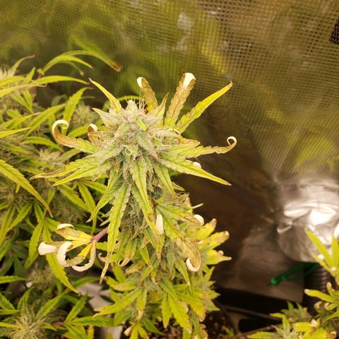 Geloctane  growlog photo: Afternoon 