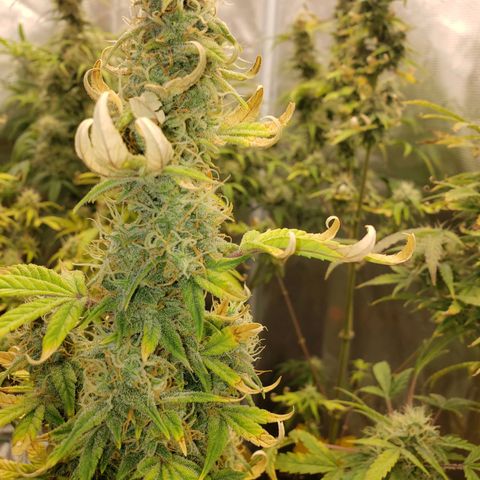 Geloctane  growlog photo: Nearing the Finnish line 