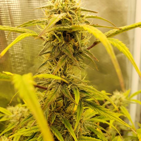 Geloctane  growlog photo: Nearing the Finnish line 