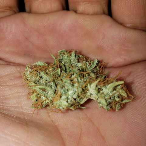 Geloctane  growlog photo: It's kind of hard to tell which is dispensary weed and which is my weed 🤔 