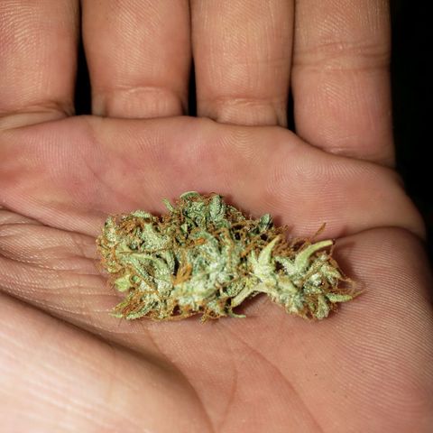 Geloctane  growlog photo: It's kind of hard to tell which is dispensary weed and which is my weed 🤔 