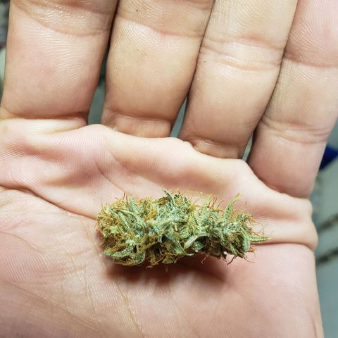 Geloctane  growlog photo: It's kind of hard to tell which is dispensary weed and which is my weed 🤔 