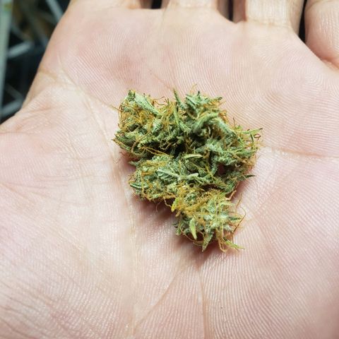 Geloctane  growlog photo: It's kind of hard to tell which is dispensary weed and which is my weed 🤔 