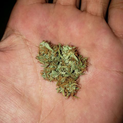 Geloctane  growlog photo: It's kind of hard to tell which is dispensary weed and which is my weed 🤔 