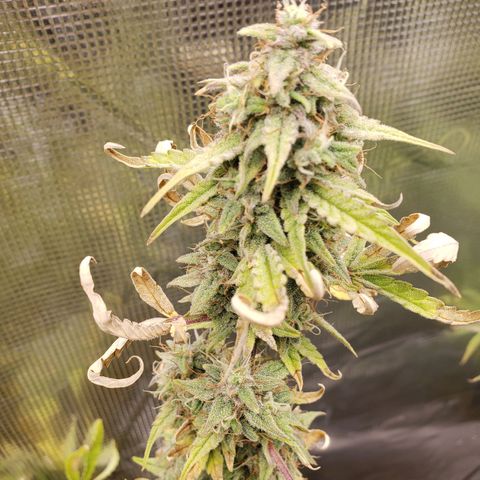 Geloctane  growlog photo: Morning 