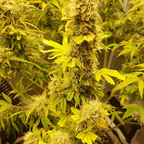 Geloctane  growlog photo: Morning 