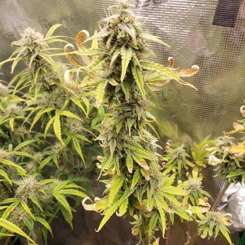 Geloctane  growlog photo: Morning 