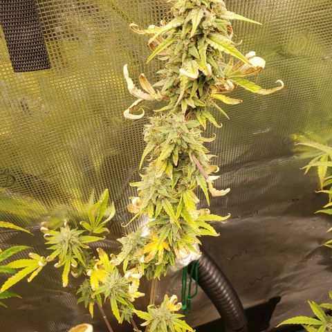Geloctane  growlog photo: Morning 