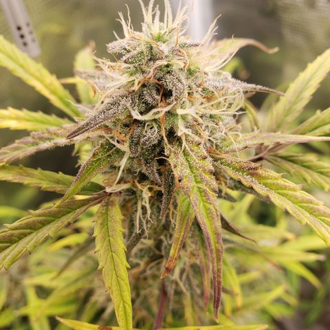 Geloctane  growlog photo: Morning 