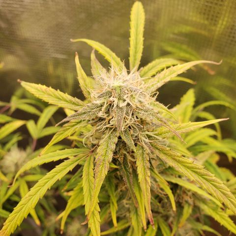 Geloctane  growlog photo: Morning 