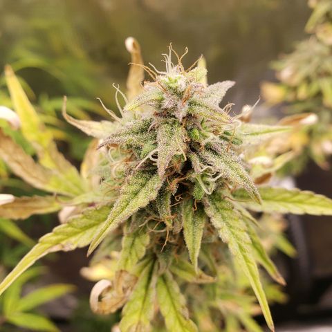 Geloctane  growlog photo: Morning 