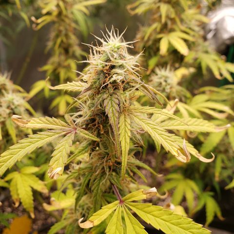 Geloctane  growlog photo: Morning 