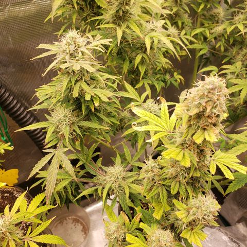 Geloctane  growlog photo: Morning 