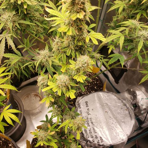 Geloctane  growlog photo: Morning 