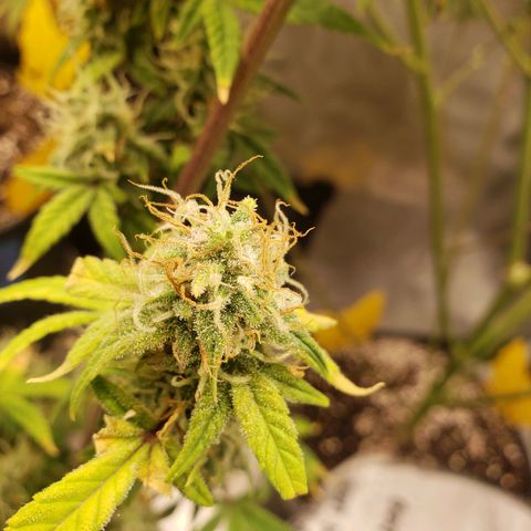Geloctane  growlog photo: Morning 
