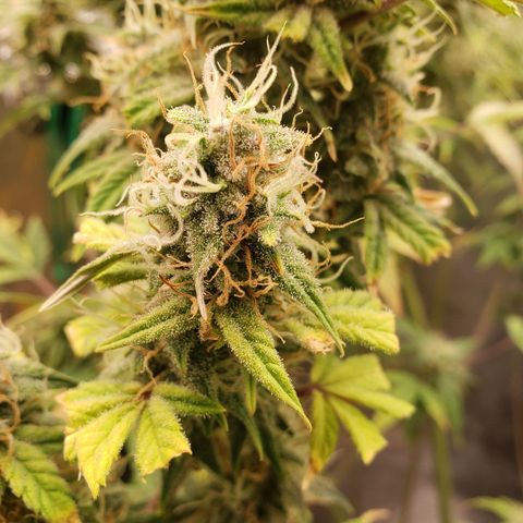 Geloctane  growlog photo: Morning 