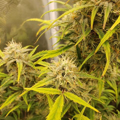 Geloctane  growlog photo: Morning 