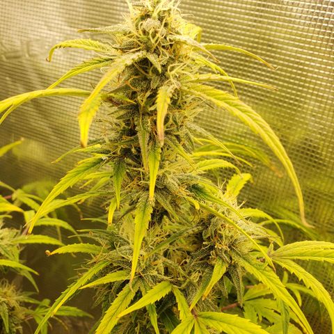 Geloctane  growlog photo: Morning 