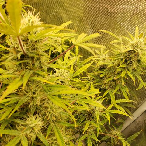 Geloctane  growlog photo: Morning 