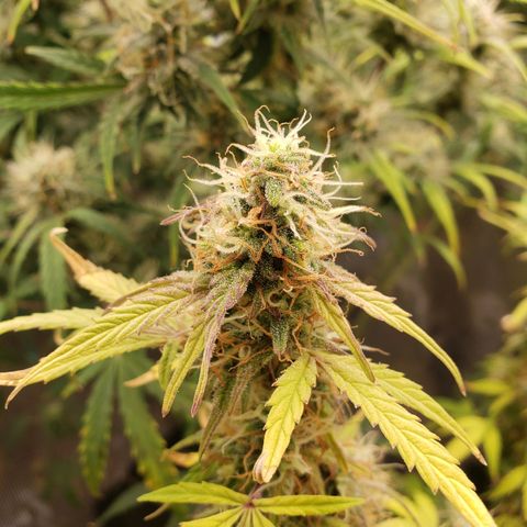 Geloctane  growlog photo: Morning 