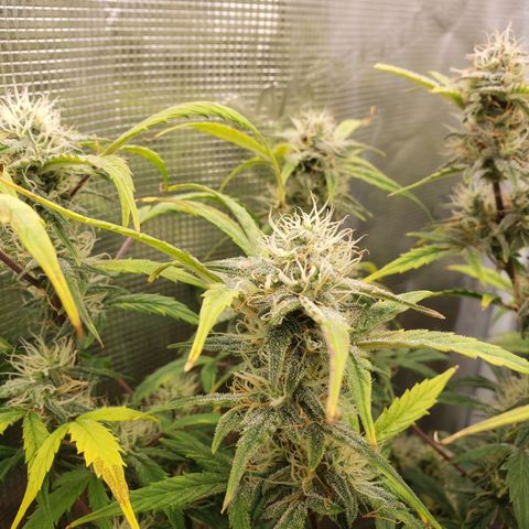 Geloctane  growlog photo: Morning 
