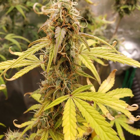 Geloctane  growlog photo: Morning 