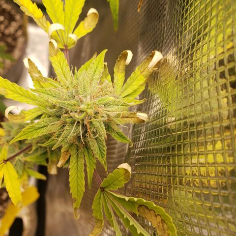 Geloctane  growlog photo: Morning 