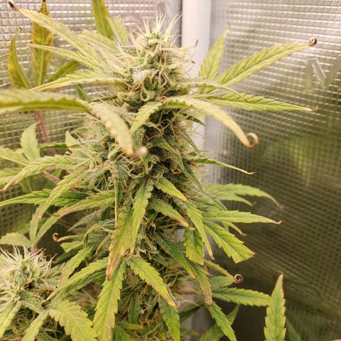 Geloctane  growlog photo: Morning 