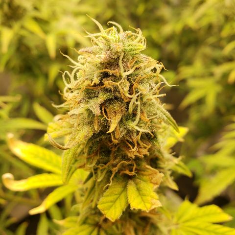 Geloctane  growlog photo: Morning 