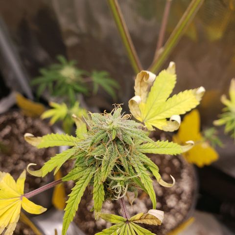 Geloctane  growlog photo: Morning 
