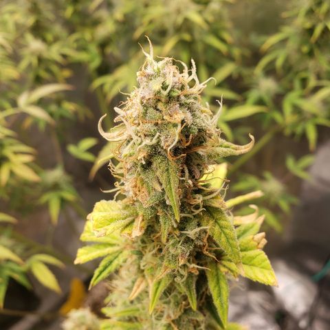 Geloctane  growlog photo: Another week or 2 until harvest 