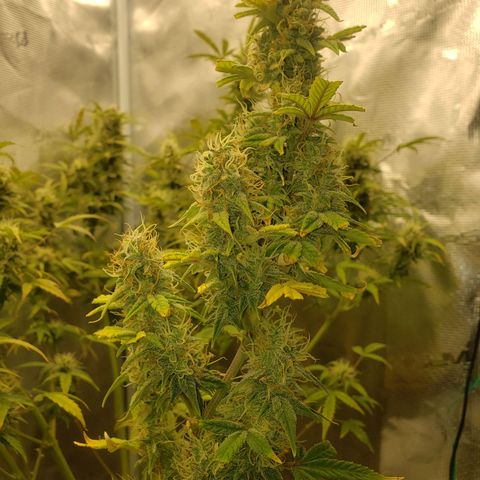Geloctane  growlog photo: Another week or 2 until harvest 