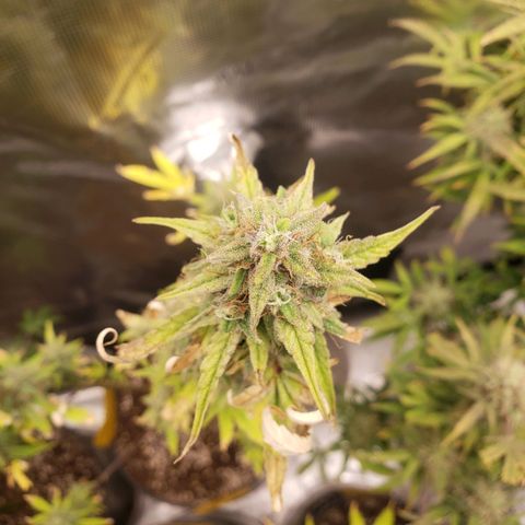Geloctane  growlog photo: Another week or 2 until harvest 