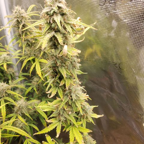 Geloctane  growlog photo: Another week or 2 until harvest 