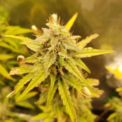 Geloctane  growlog photo: Another week or 2 until harvest 