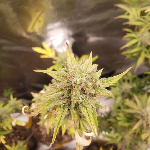 Geloctane  growlog photo: Another week or 2 until harvest 