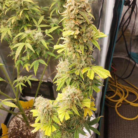 Geloctane  growlog photo: Another week or 2 until harvest 