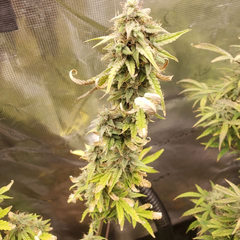 Geloctane  growlog photo: Another week or 2 until harvest 