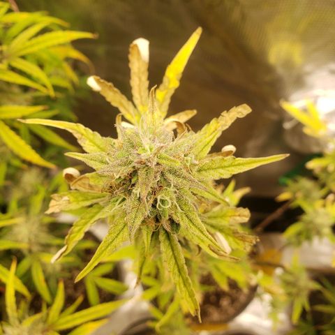 Geloctane  growlog photo: Another week or 2 until harvest 