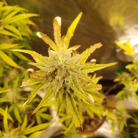 Geloctane  growlog photo: Another week or 2 until harvest 