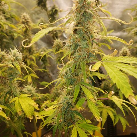 Geloctane  growlog photo: I hope I have enough room to hang dry