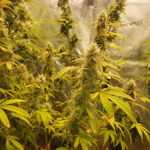 Geloctane  growlog photo: I hope I have enough room to hang dry