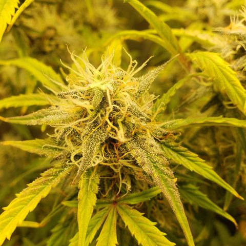 Geloctane  growlog photo: I hope I have enough room to hang dry