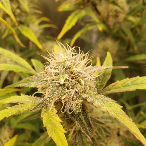 Geloctane  growlog photo: I hope I have enough room to hang dry